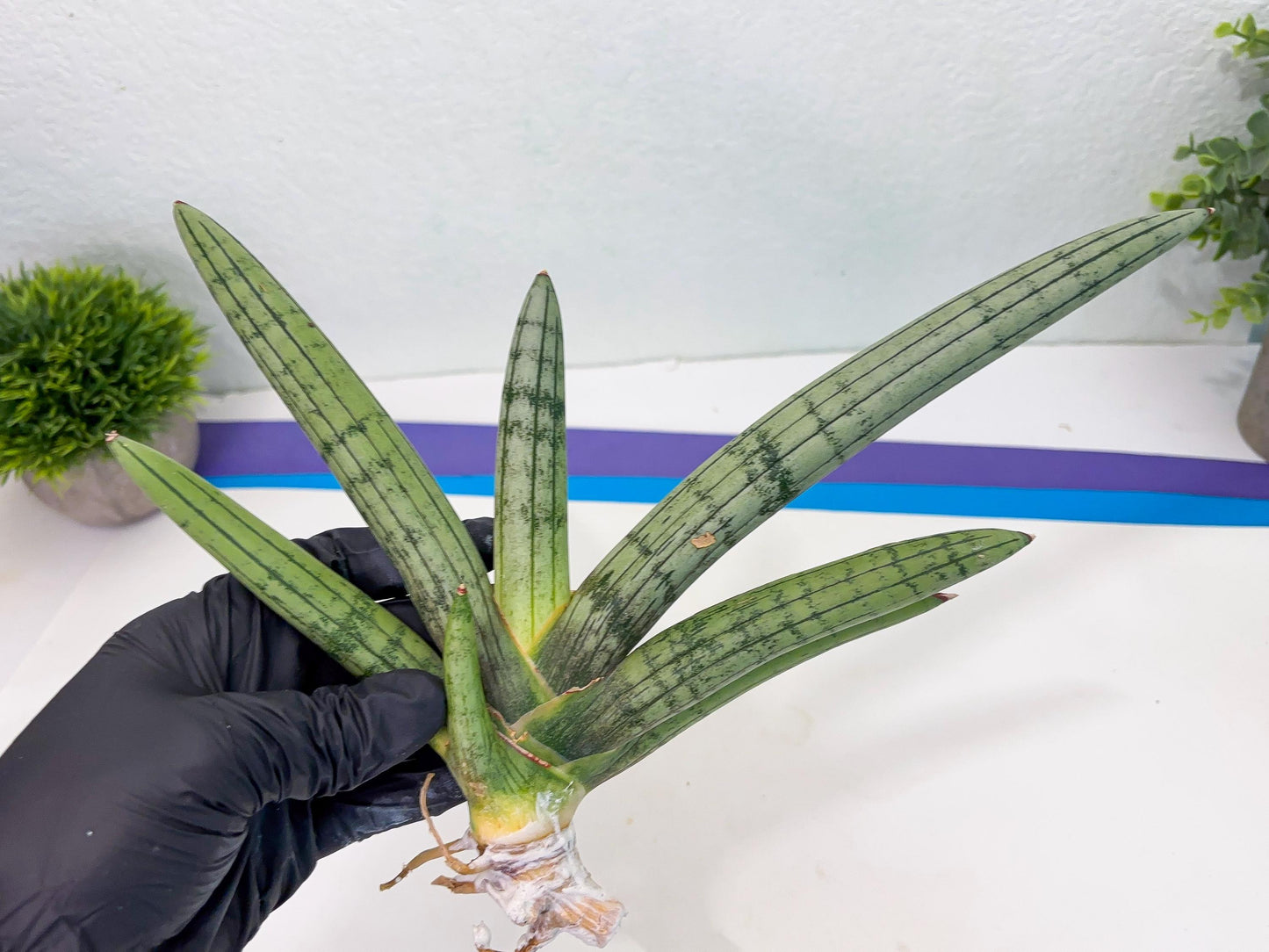Sansevieria Akuola Ocha (2) (ca1) | Rare House Plant
