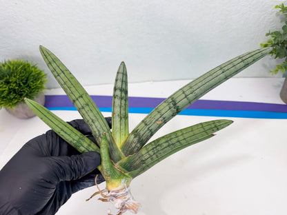Sansevieria Akuola Ocha (2) (ca1) | Rare House Plant