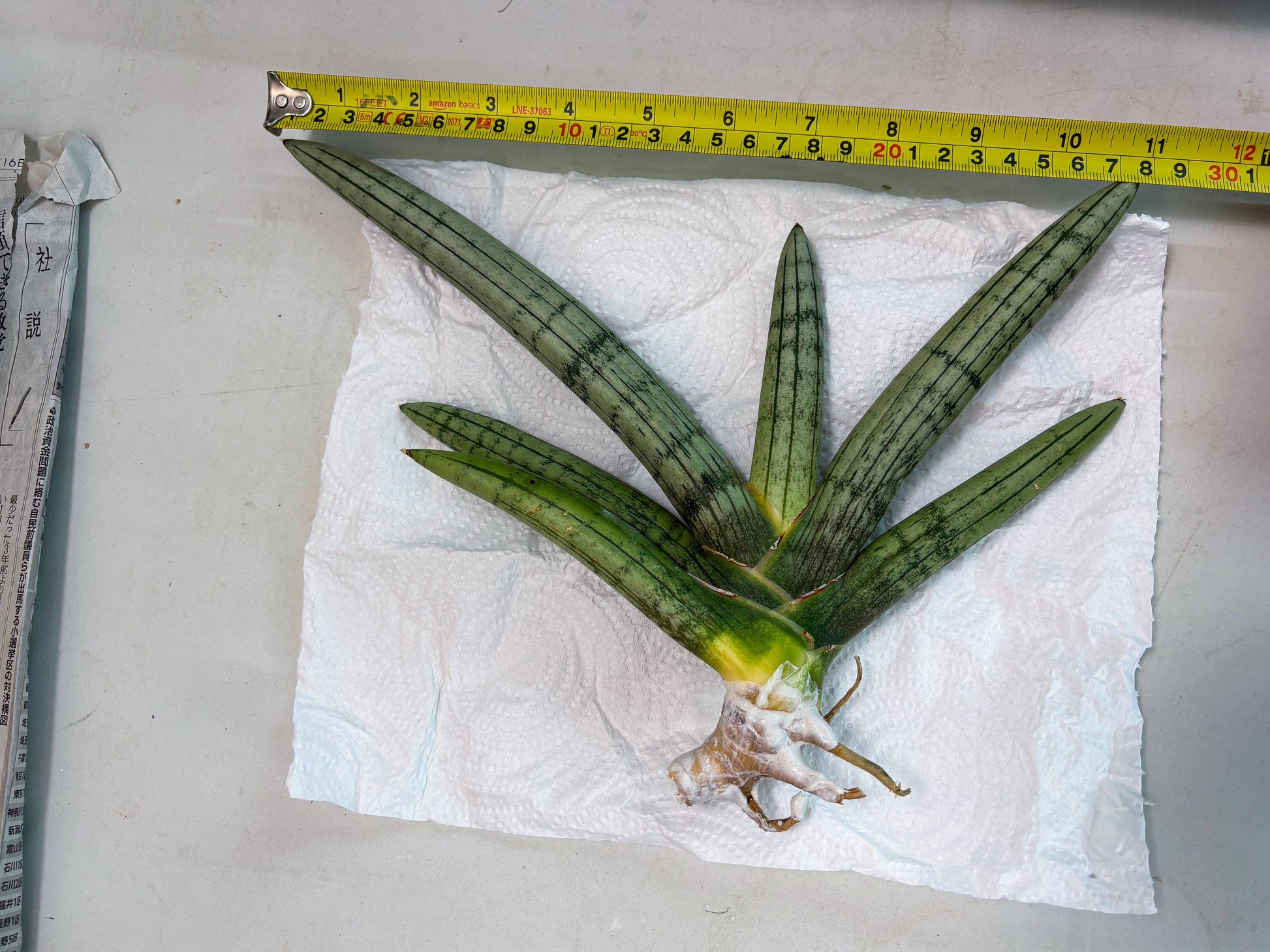 Sansevieria Akuola Ocha (2) (ca1) | Rare House Plant