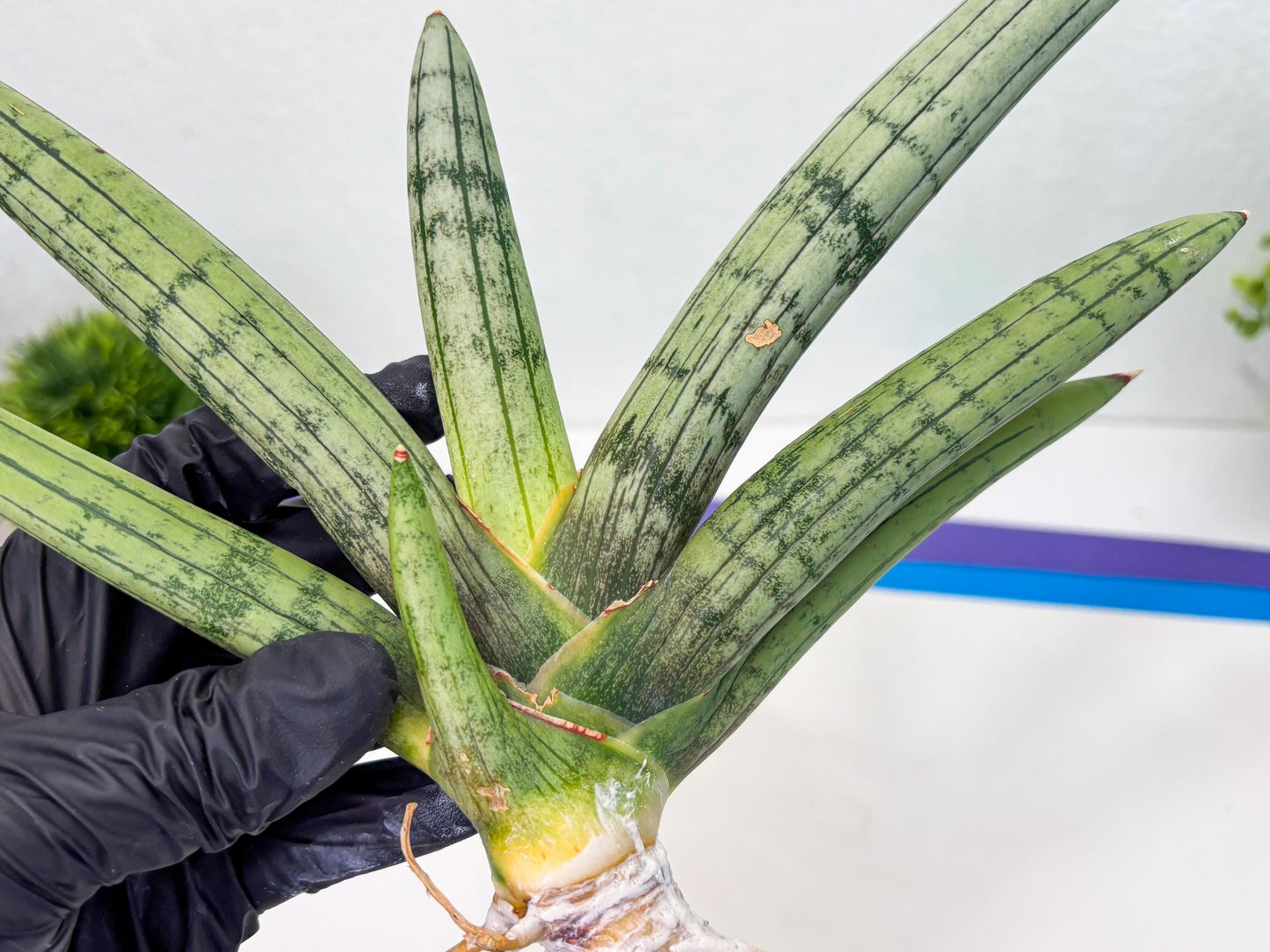 Sansevieria Akuola Ocha (2) (ca1) | Rare House Plant