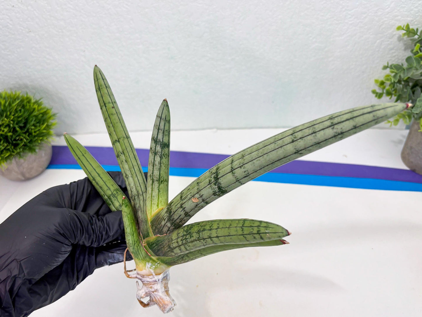 Sansevieria Akuola Ocha (2) (ca1) | Rare House Plant
