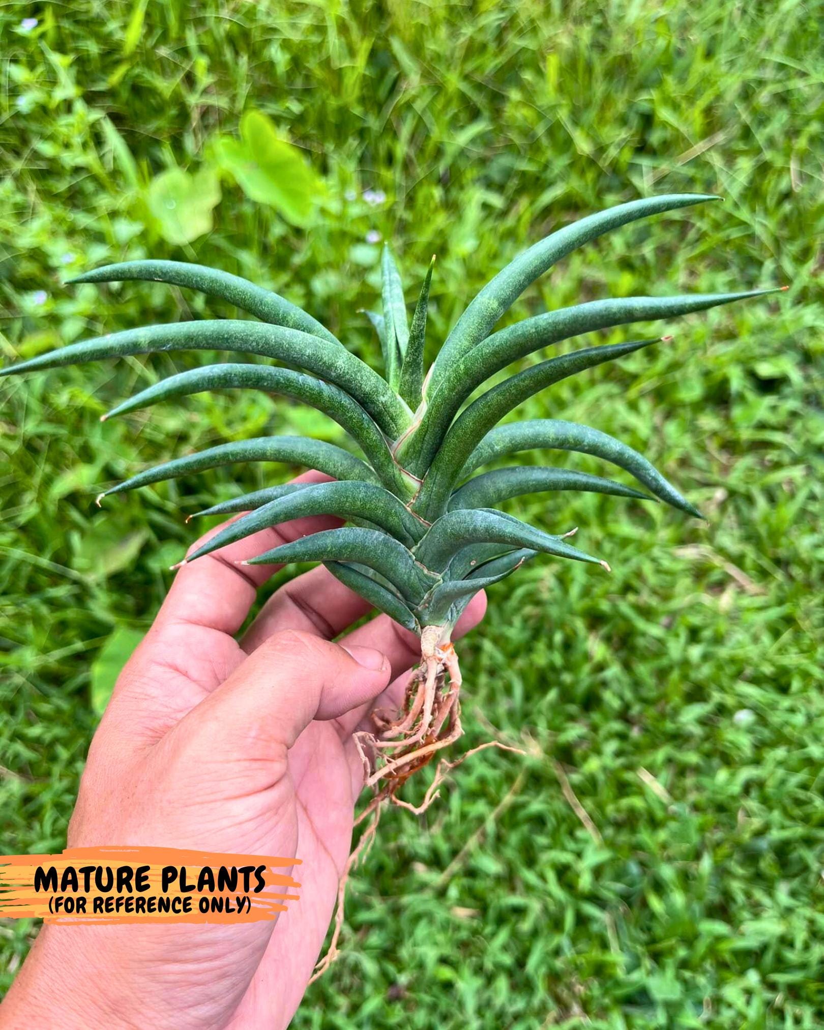 Sansevieria Black Bison (1) (cj3) | Rare House Plant