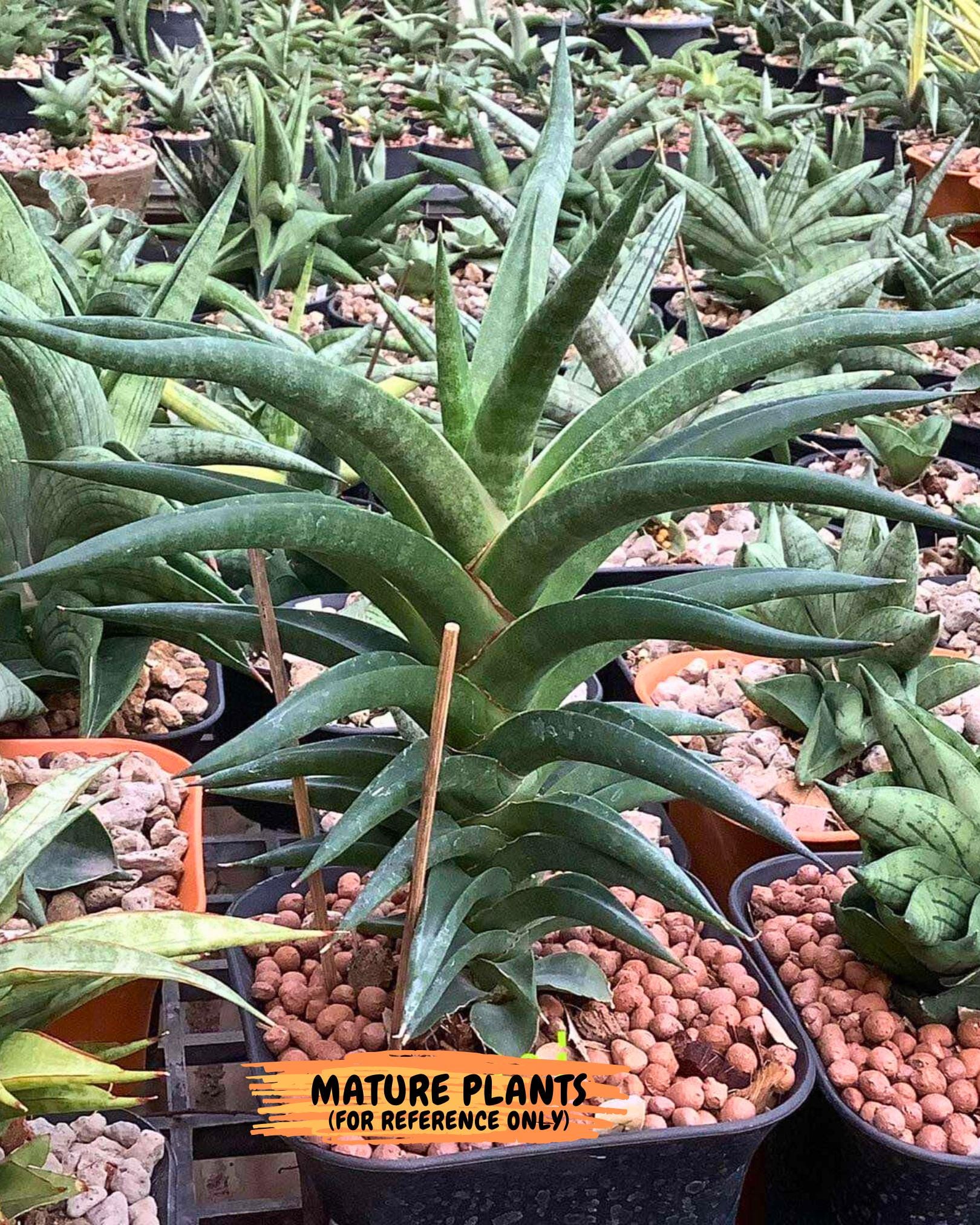 Sansevieria Black Bison (1) (cj3) | Rare House Plant