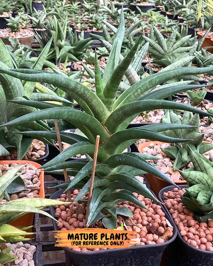 Sansevieria Black Bison (1) (cj3) | Rare House Plant