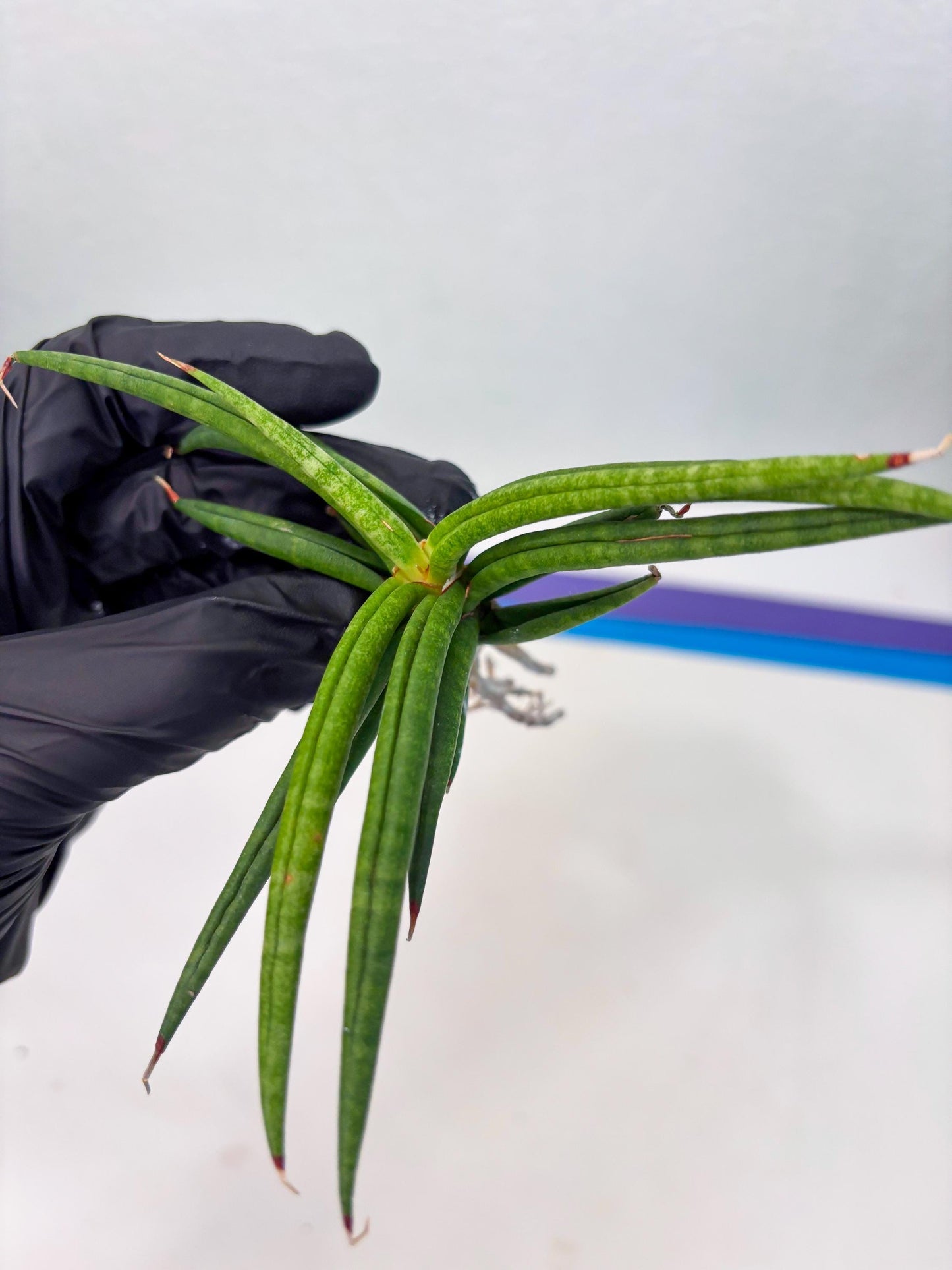 Sansevieria Black Bison (4) (ca1) | Rare House Plant