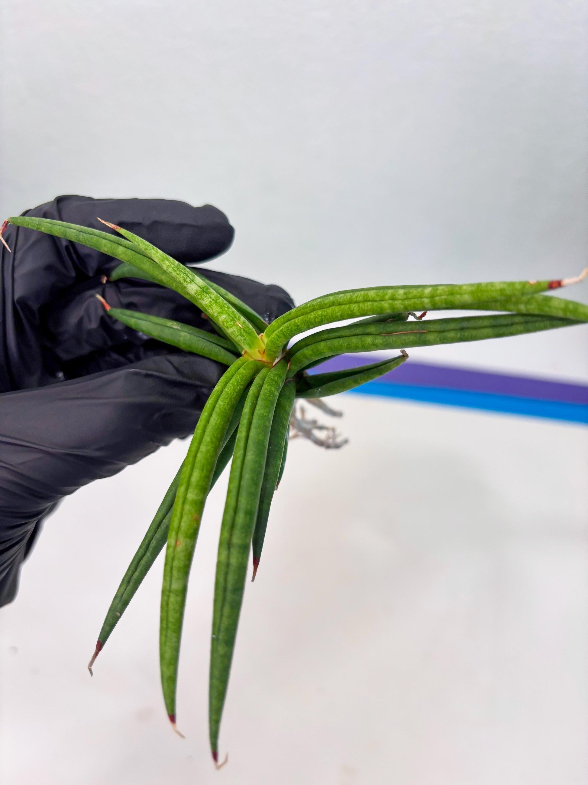 Sansevieria Black Bison (4) (ca1) | Rare House Plant
