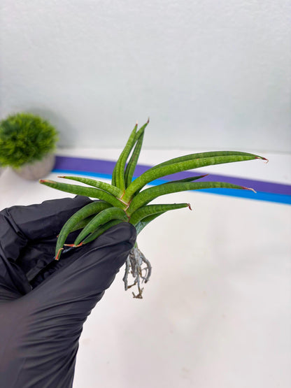 Sansevieria Black Bison (4) (ca1) | Rare House Plant