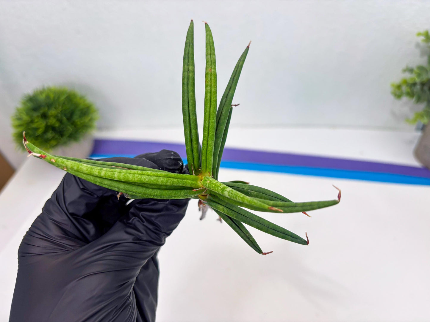 Sansevieria Black Bison (4) (ca1) | Rare House Plant