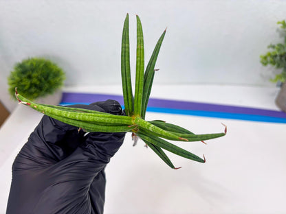 Sansevieria Black Bison (4) (ca1) | Rare House Plant