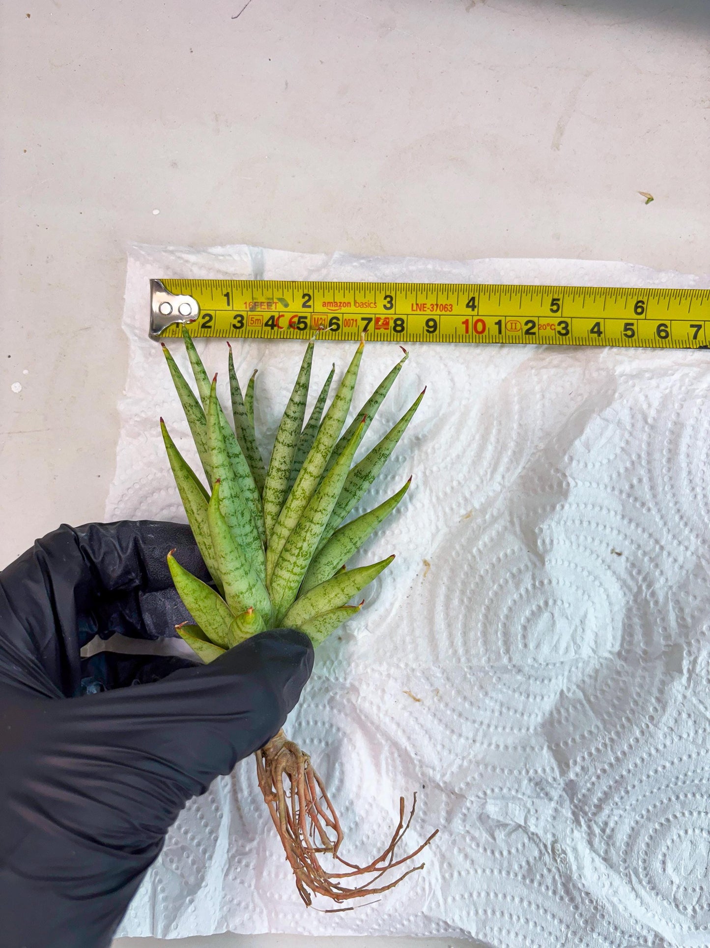 Sansevieria Dife blue (#AC63) | New Imported Hybrids