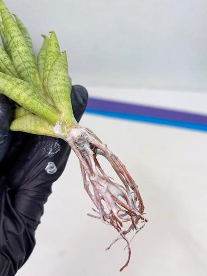 Sansevieria Dife blue (#AC63) | New Imported Hybrids