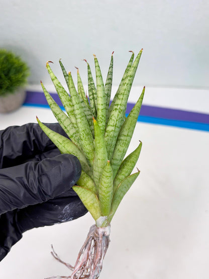 Sansevieria Dife blue (#AC63) | New Imported Hybrids