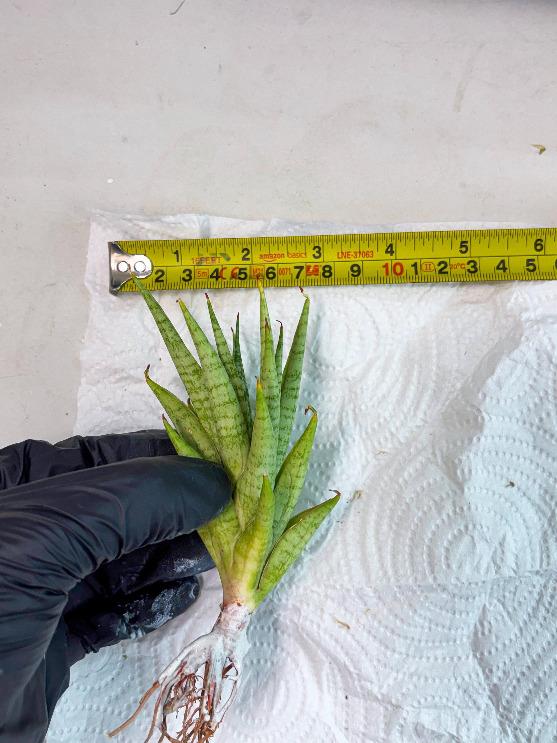 Sansevieria Dife blue (ca1) (12) | Rare Import
