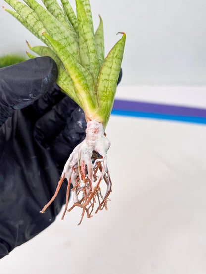 Sansevieria Dife blue (ca1) (12) | Rare Import