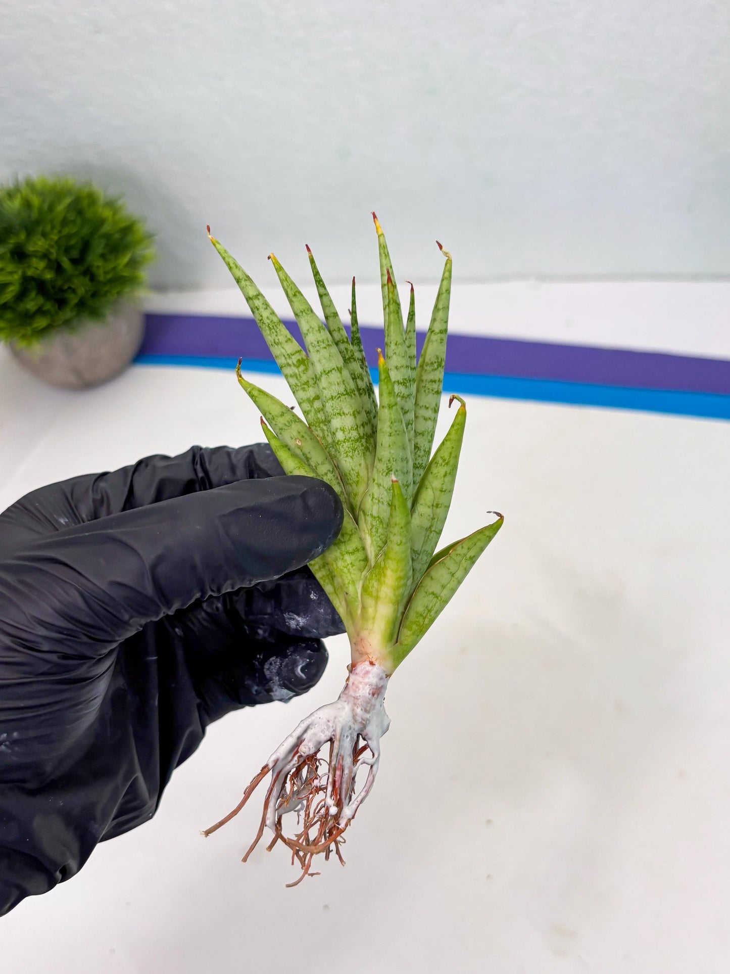 Sansevieria Dife blue (ca1) (12) | Rare Import