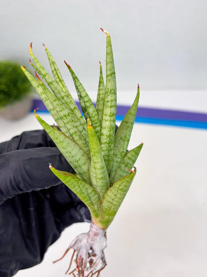 Sansevieria Dife blue (ca1) (12) | Rare Import