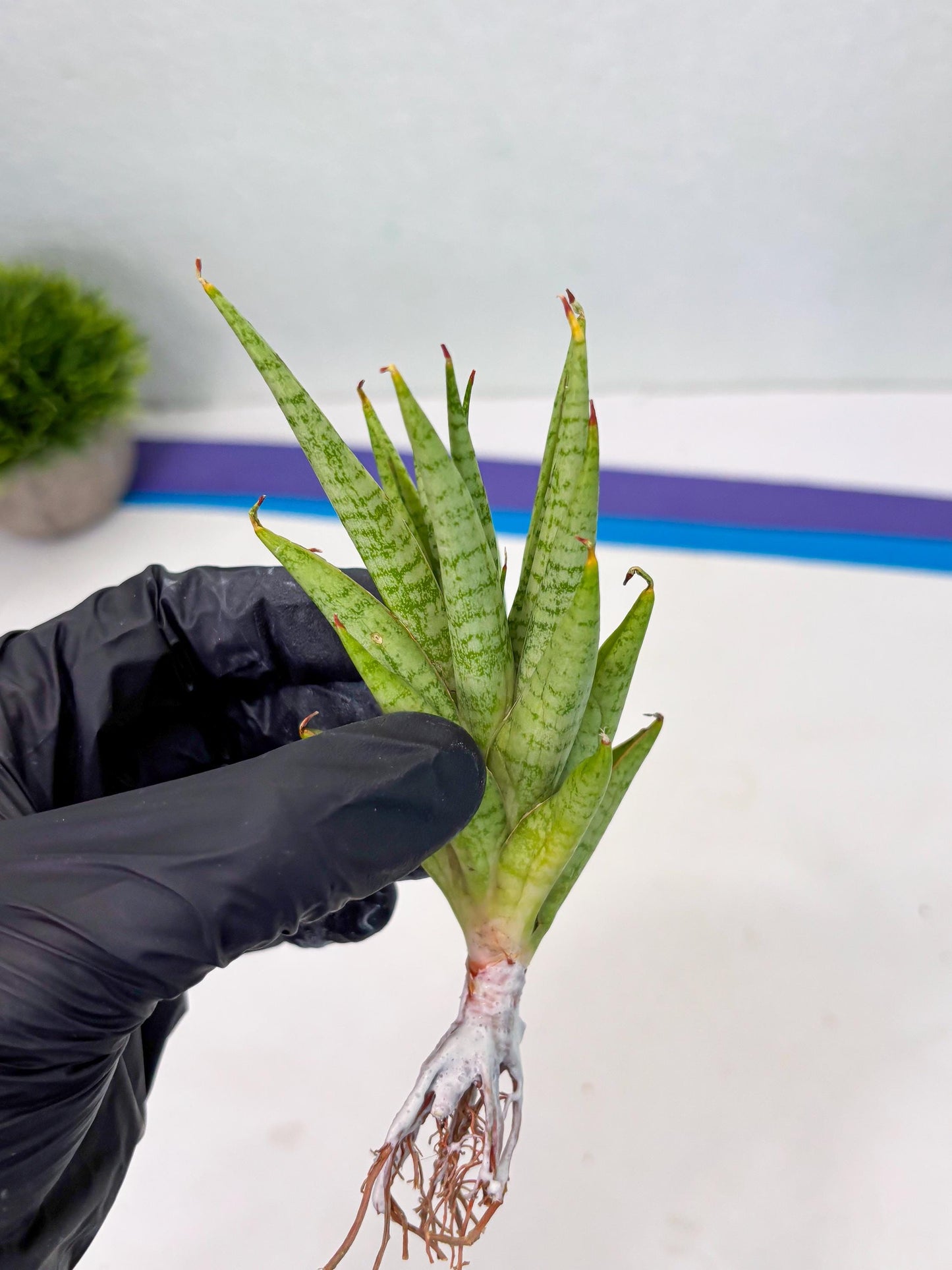 Sansevieria Dife blue (ca1) (12) | Rare Import