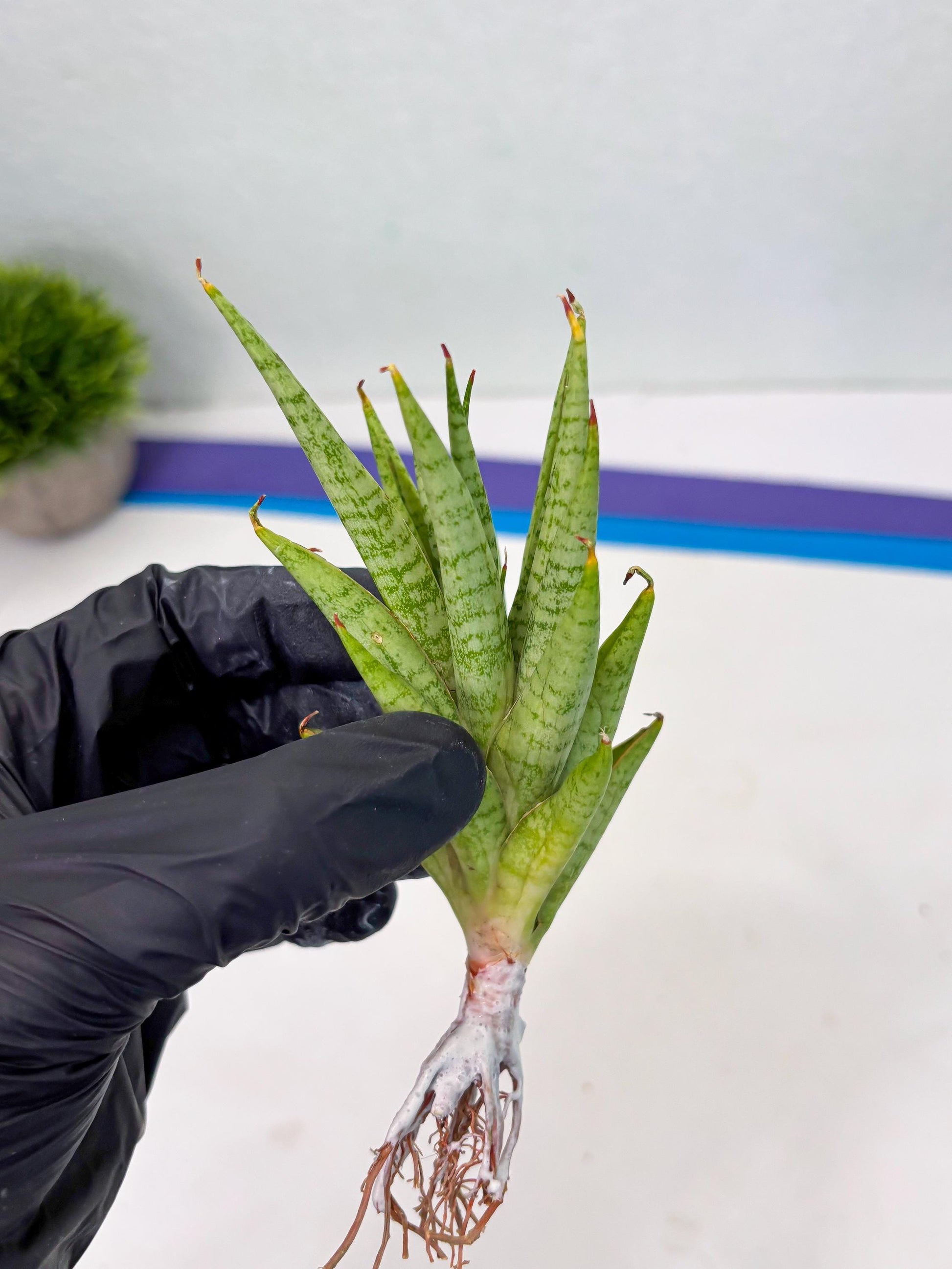Sansevieria Dife blue (ca1) (12) | Rare Import