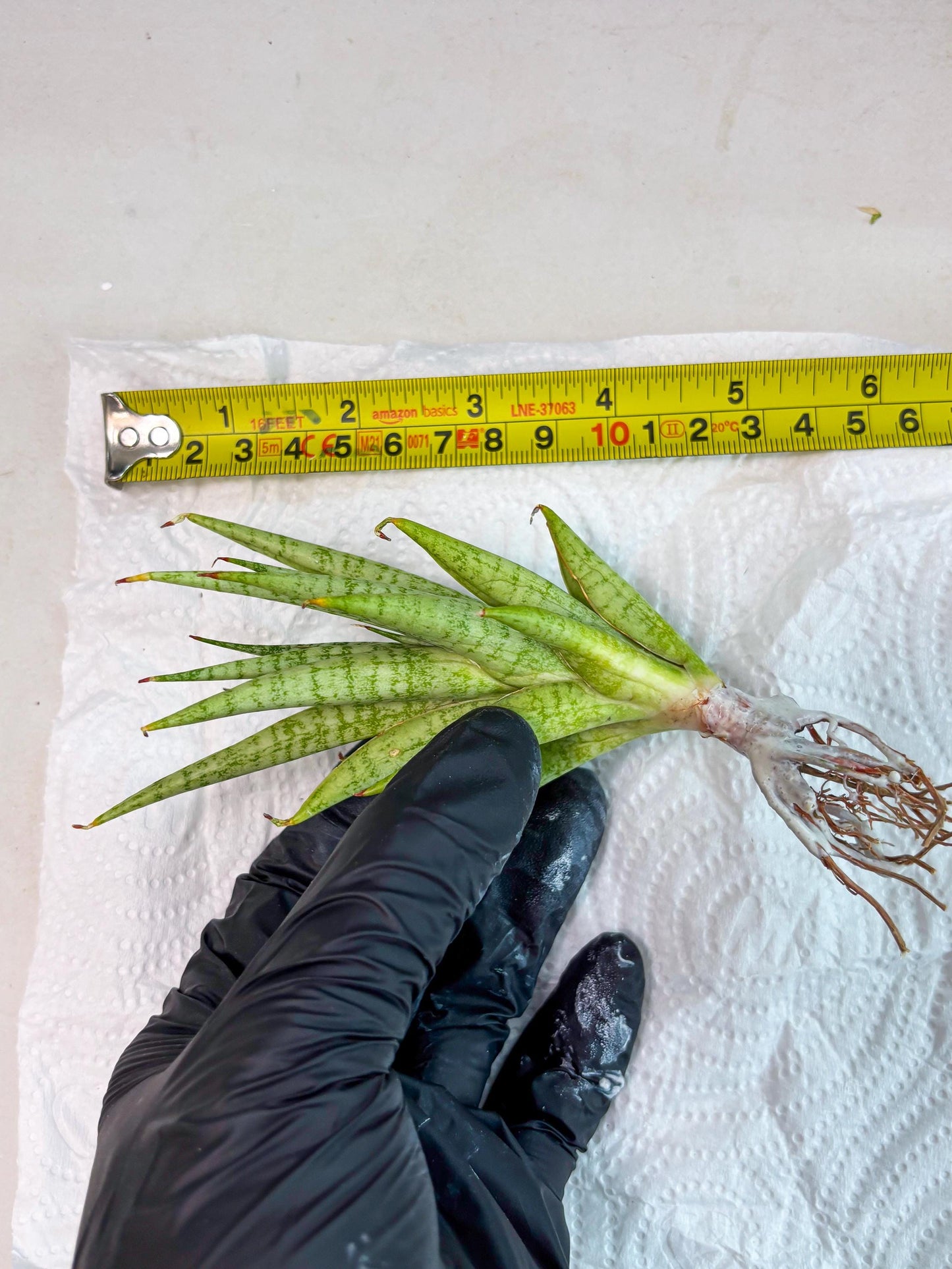 Sansevieria Dife blue (ca1) (12) | Rare Import