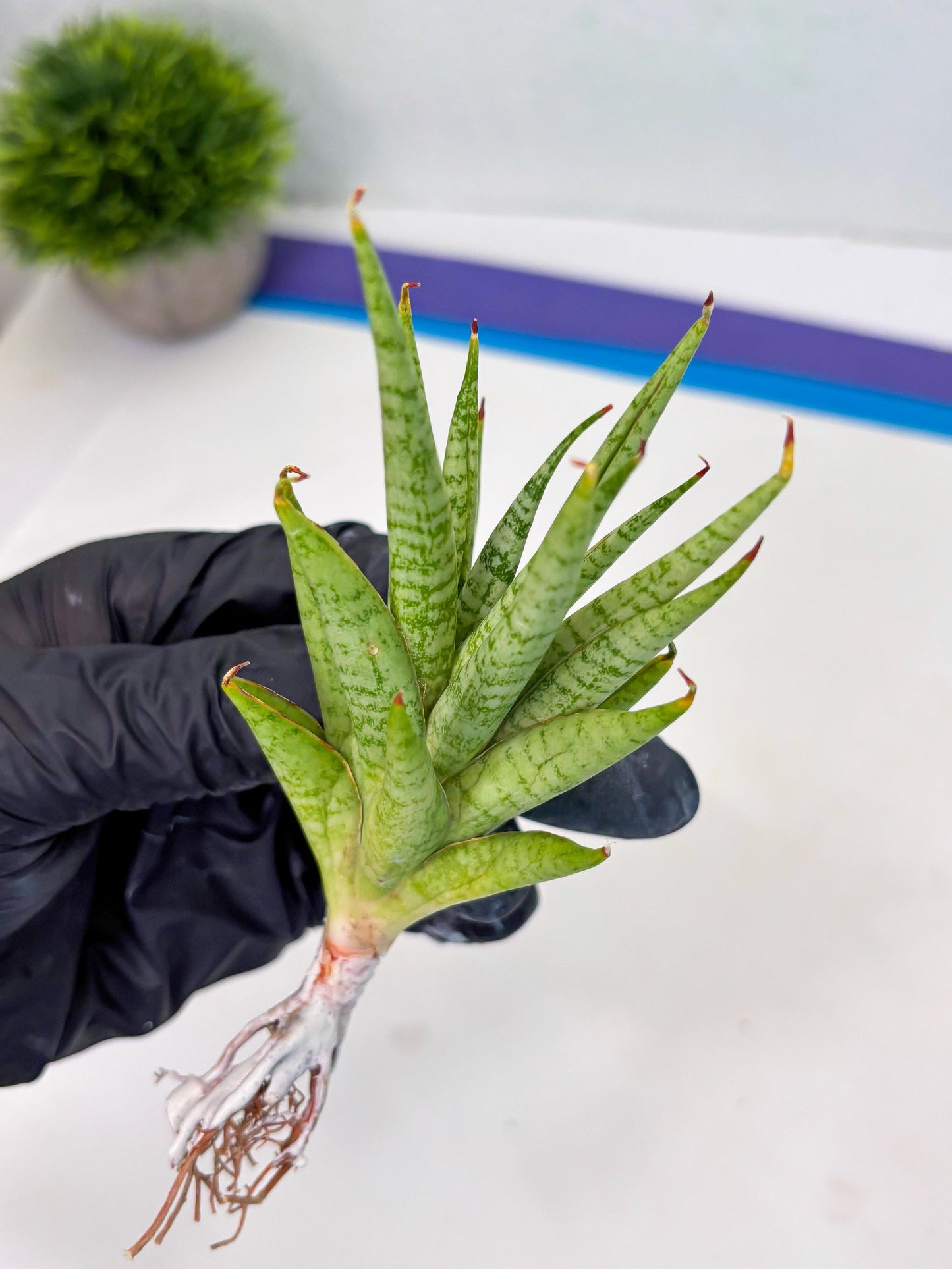 Sansevieria Dife blue (ca1) (12) | Rare Import