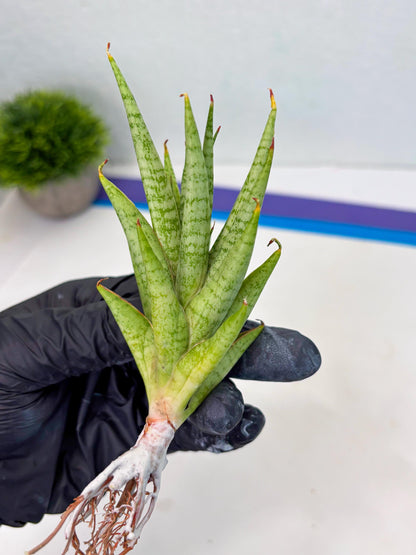 Sansevieria Dife blue (ca1) (12) | Rare Import