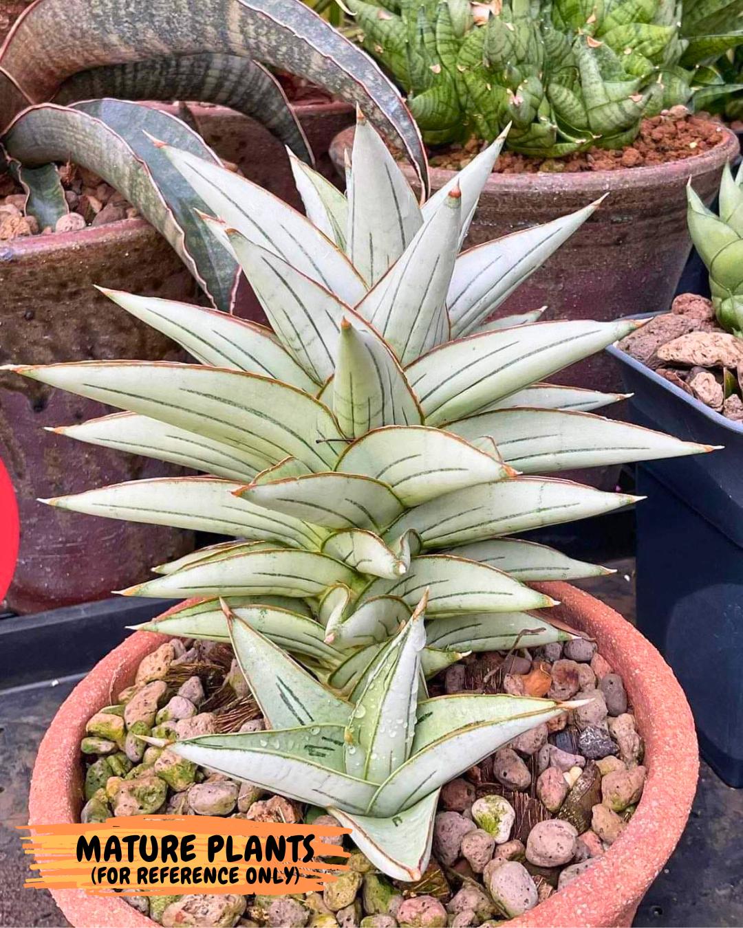 Sansevieria Ice Thorn (ca3) (7) | Rare Import