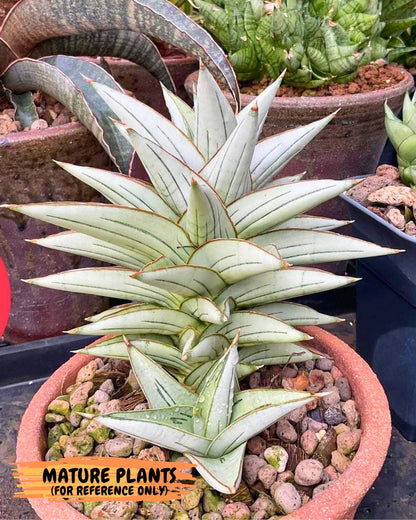 Sansevieria Ice Thorn (ca3) (7) | Rare Import