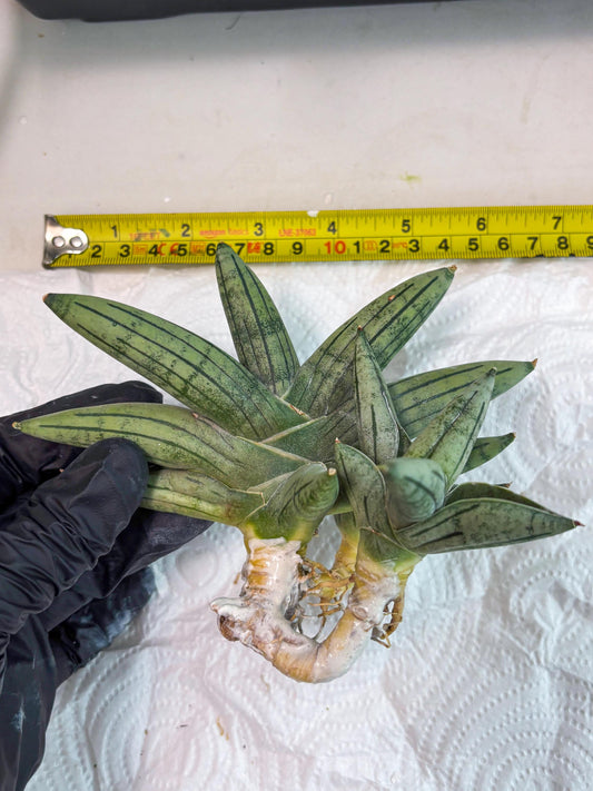 Sansevieria Melon (#AC5) | Rare Imported Snake plant