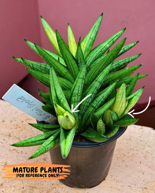 Sansevieria Mini Gold (cj2) (8) | Rare Hybrids