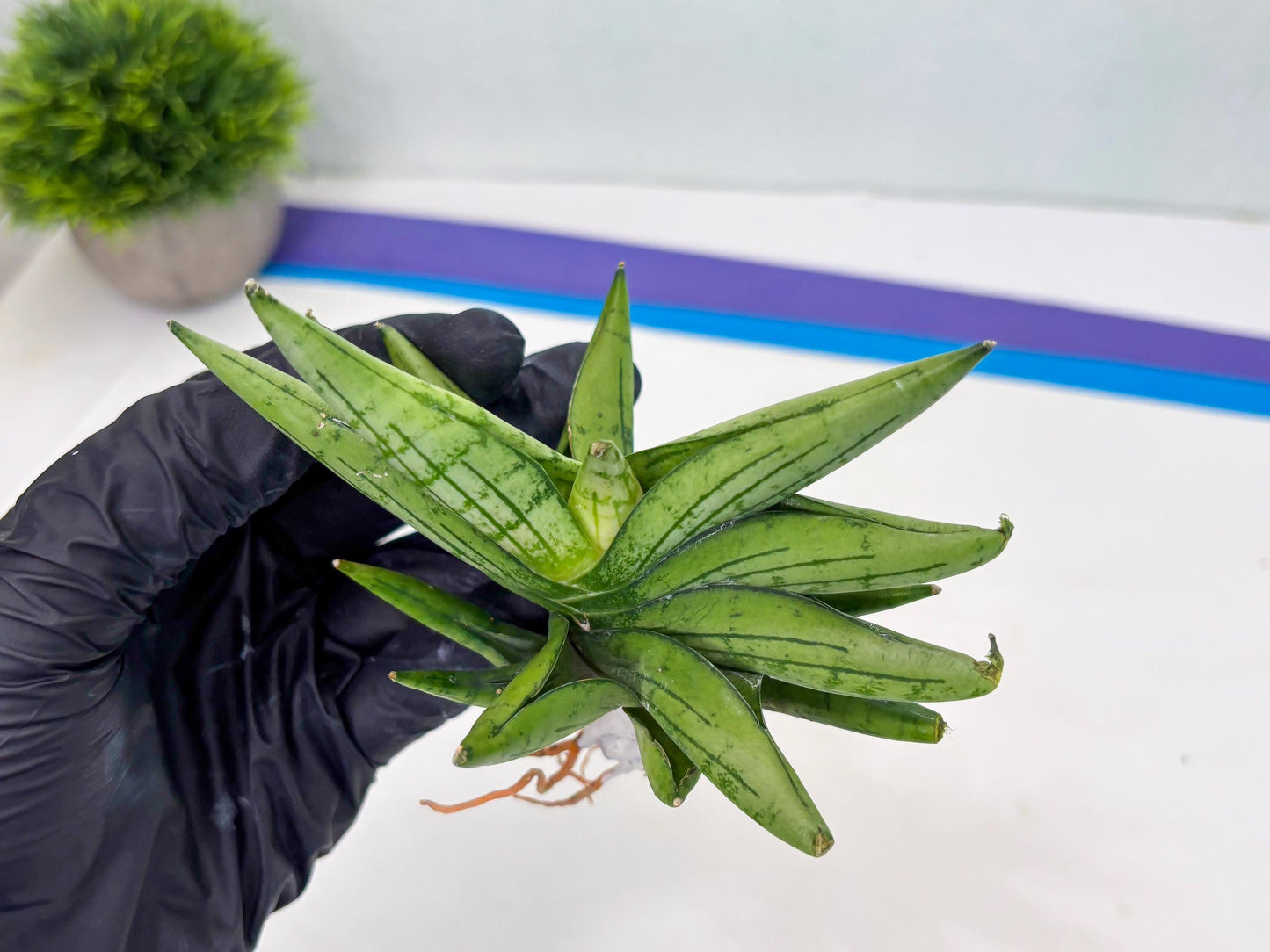 Sansevieria Mini Gold (cj2) (8) | Rare Hybrids