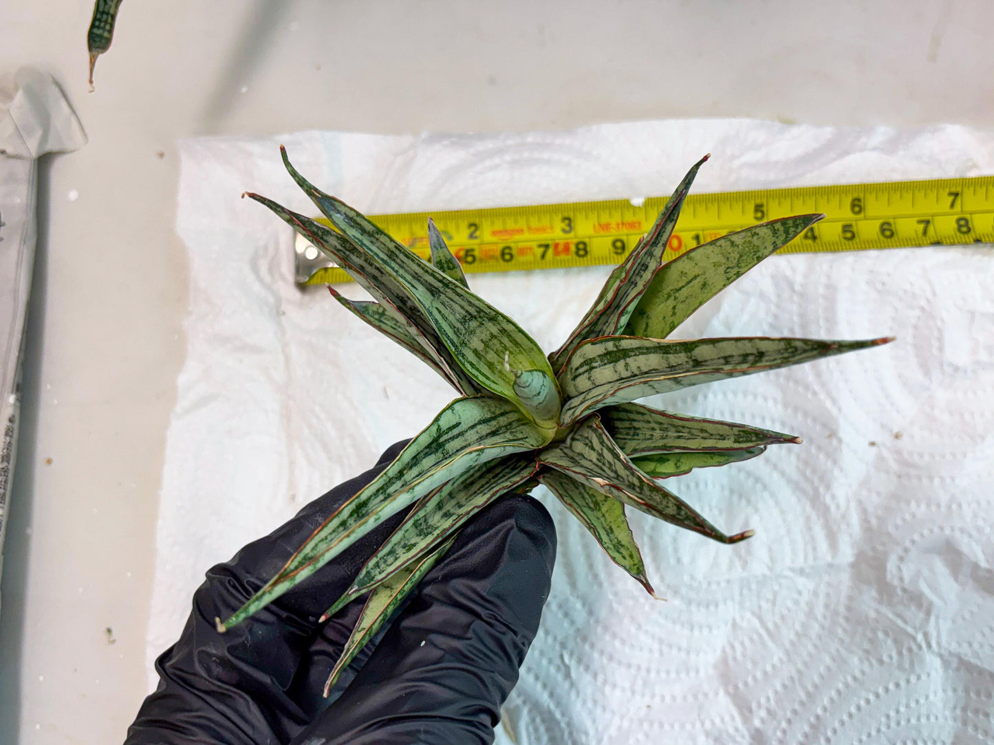 Sansevieria Shana Spin (cj2) (10) | Rare Hybrids