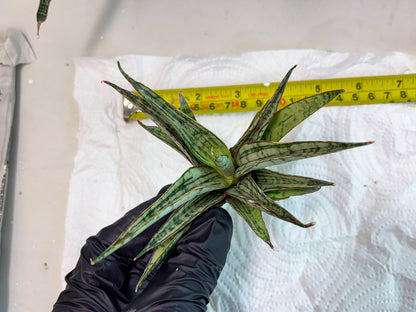 Sansevieria Shana Spin (cj2) (10) | Rare Hybrids