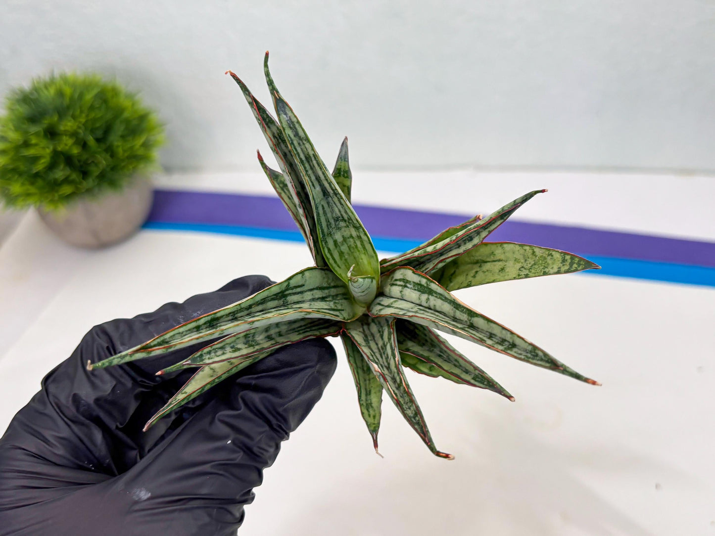 Sansevieria Shana Spin (cj2) (10) | Rare Hybrids