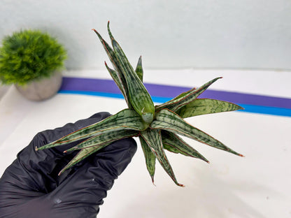 Sansevieria Shana Spin (cj2) (10) | Rare Hybrids