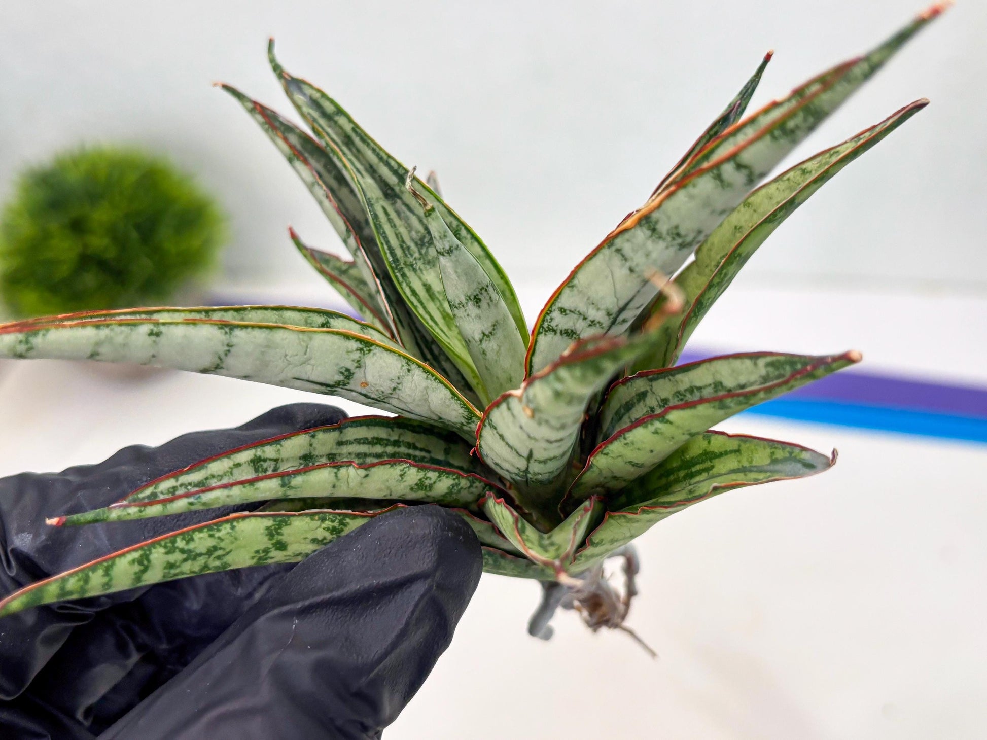 Sansevieria Shana Spin (cj2) (10) | Rare Hybrids