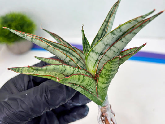 Sansevieria Shana Spin (cj2) (10) | Rare Hybrids