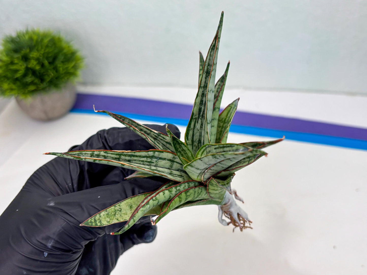 Sansevieria Shana Spin (cj2) (10) | Rare Hybrids