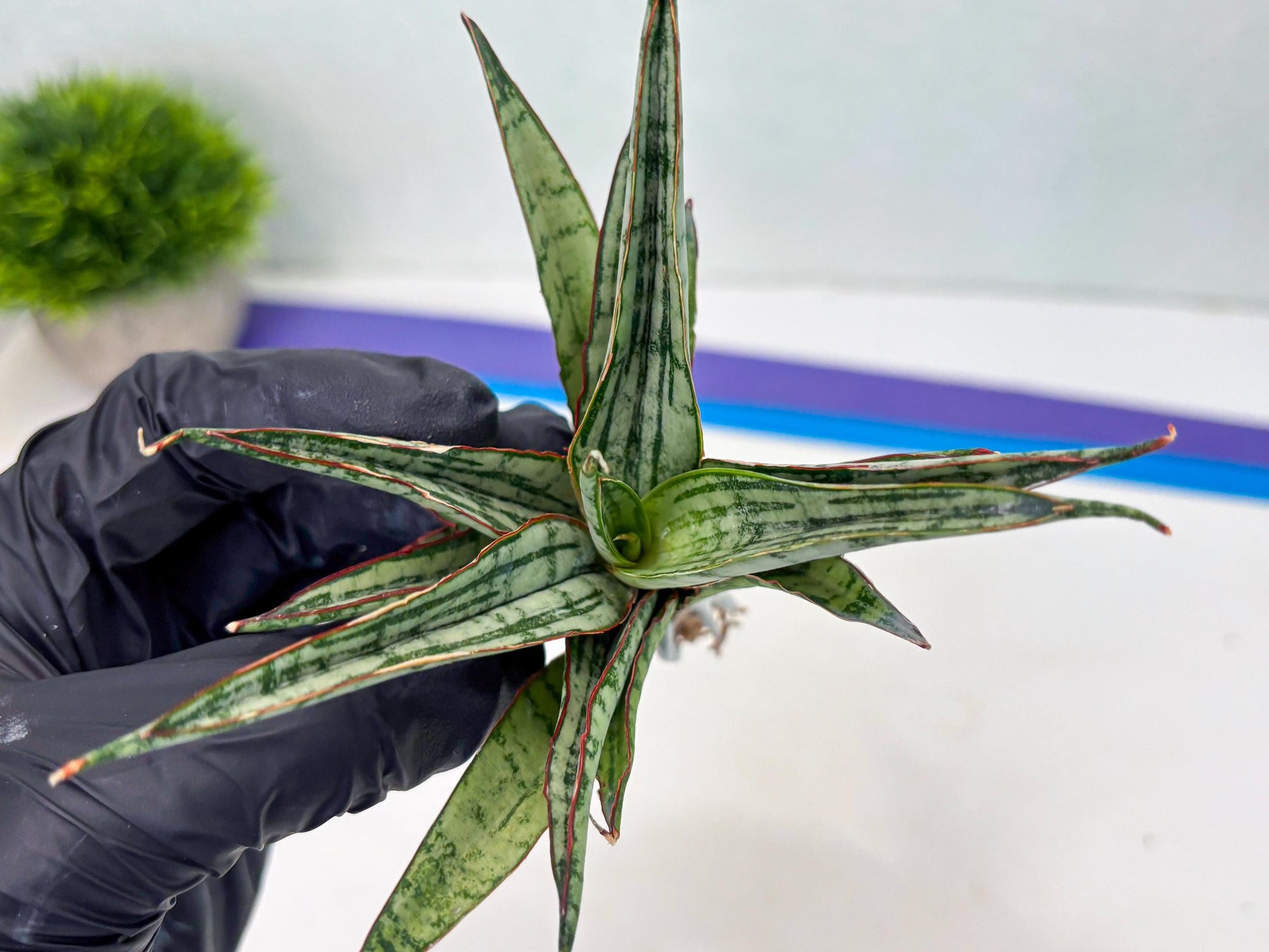 Sansevieria Shana Spin (cj2) (10) | Rare Hybrids