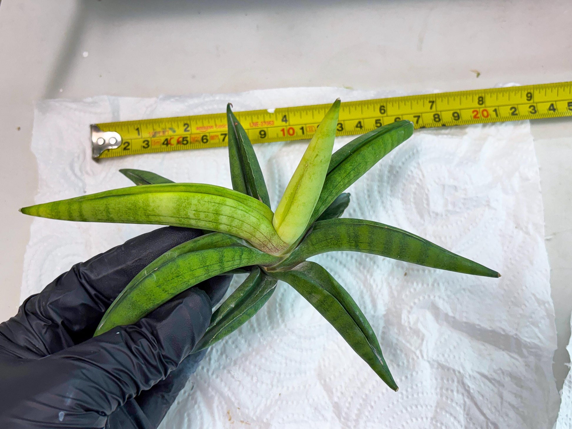 Sansevieria Lemon (cj2) (14) | Rare Hybrids