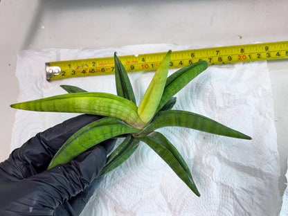 Sansevieria Lemon (cj2) (14) | Rare Hybrids