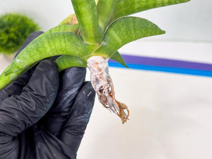 Sansevieria Lemon (cj2) (14) | Rare Hybrids