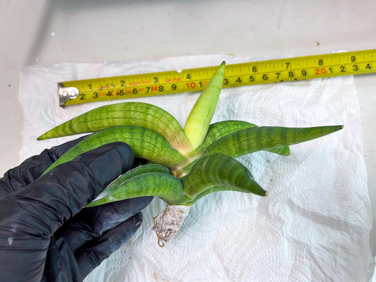 Sansevieria Lemon (cj2) (14) | Rare Hybrids