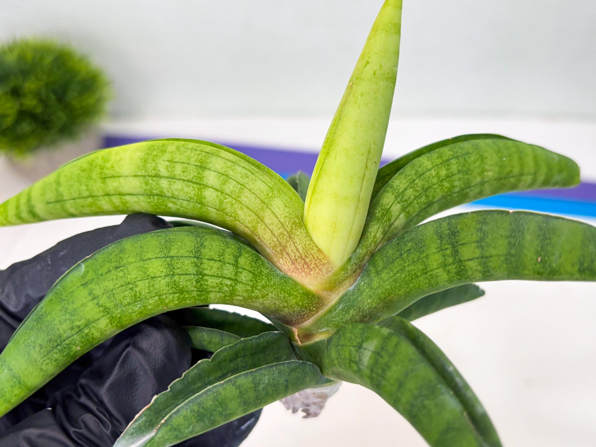 Sansevieria Lemon (cj2) (14) | Rare Hybrids