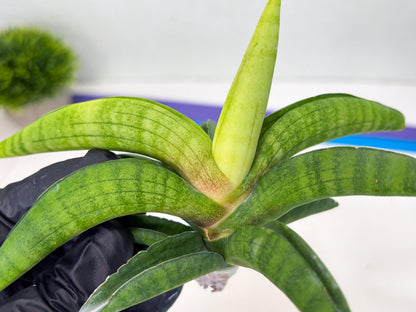 Sansevieria Lemon (cj2) (14) | Rare Hybrids