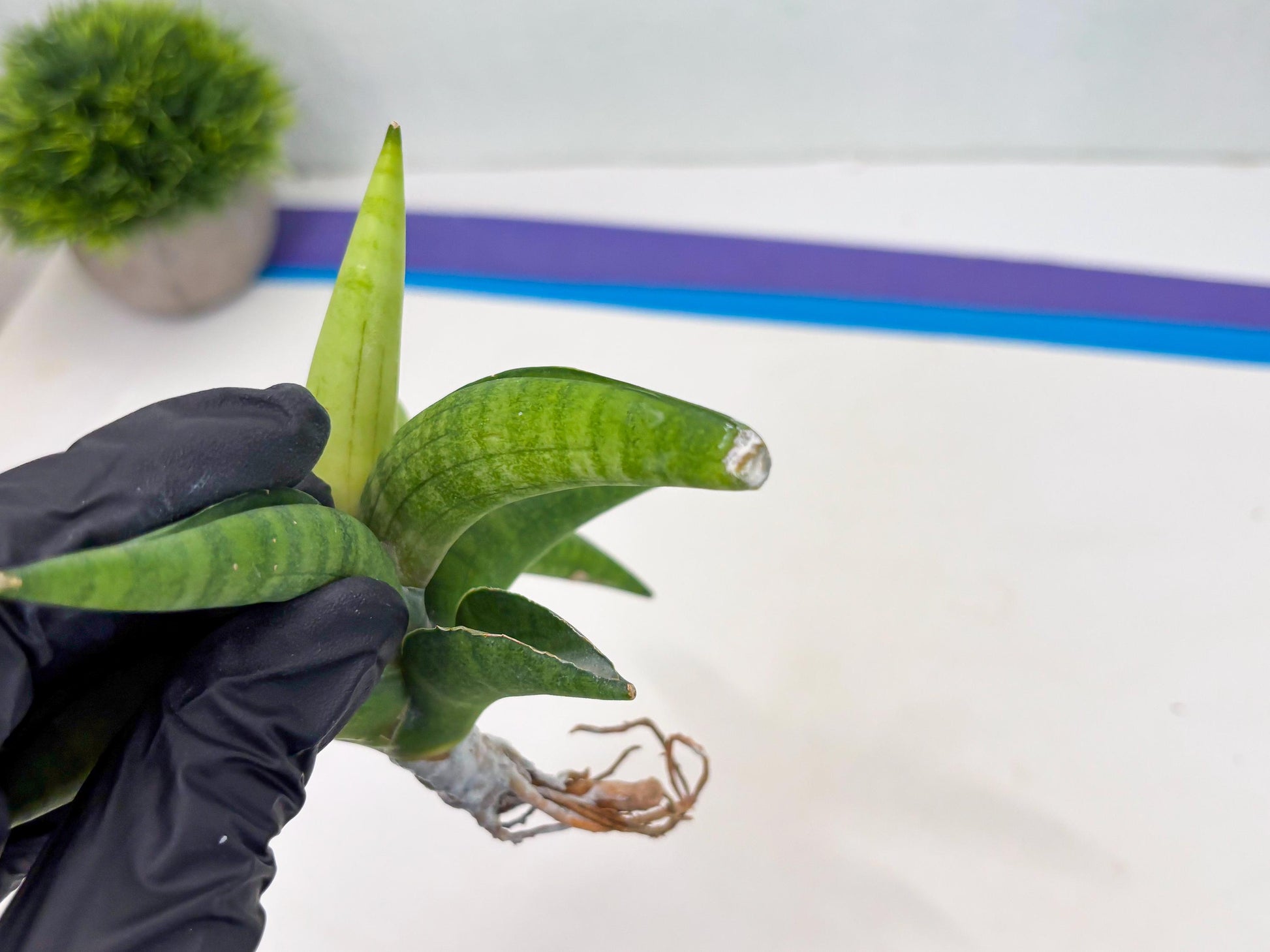 Sansevieria Lemon (cj2) (14) | Rare Hybrids