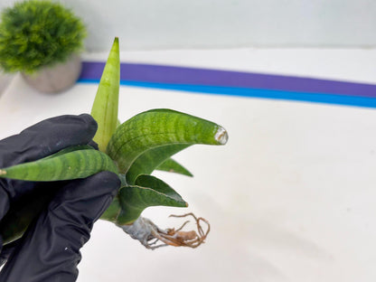 Sansevieria Lemon (cj2) (14) | Rare Hybrids