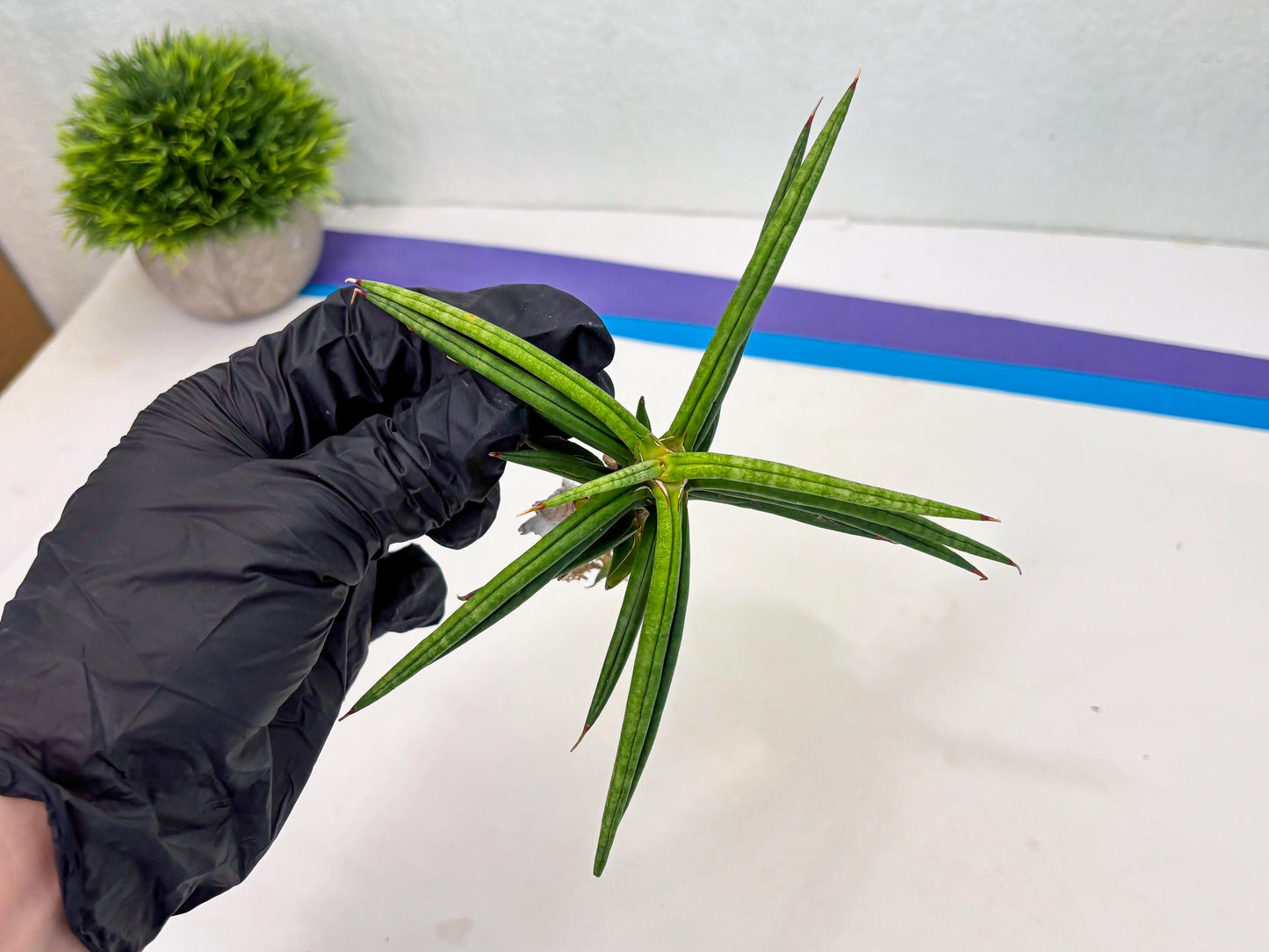 Sansevieria Black Bison (1) (cj3) | Rare House Plant