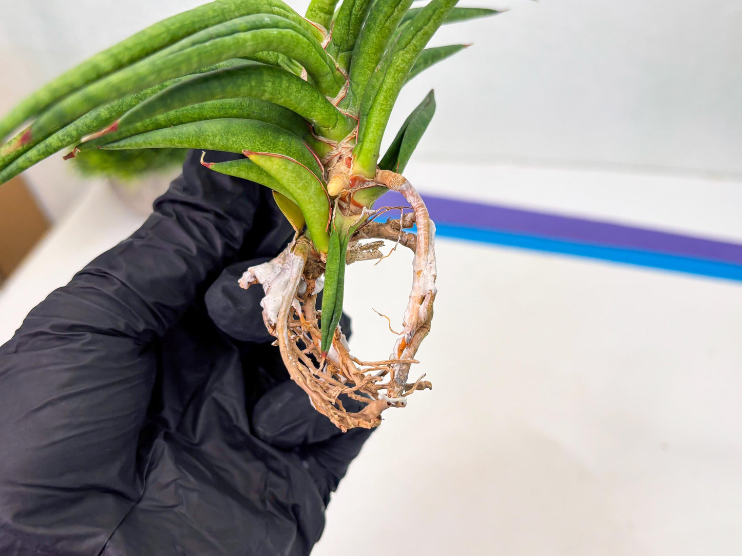 Sansevieria Black Bison (1) (cj3) | Rare House Plant