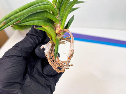 Sansevieria Black Bison (1) (cj3) | Rare House Plant