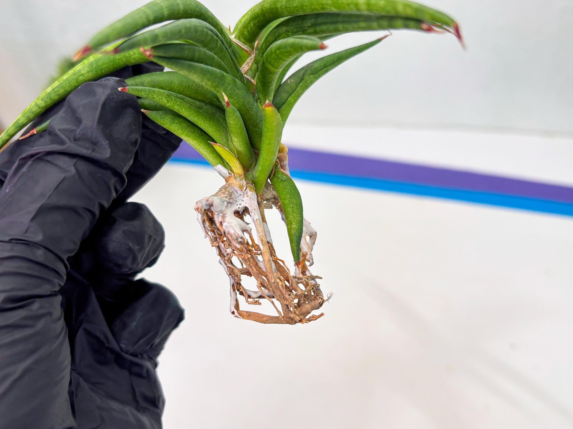 Sansevieria Black Bison (1) (cj3) | Rare House Plant